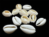 Buzio Cortado Deco Bijoux Trencitas  500 Grs.  Oferta! 3