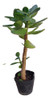Plantas De Jade 2
