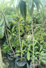 Planta De Nispero 1