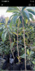 Planta De Nispero 2