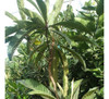 Planta De Nispero 3