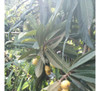 Planta De Nispero 4