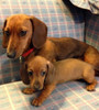 Cachorros Dachshund.minis. 5