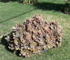 Planta Suculenta 1