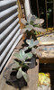 Planta Suculenta 2