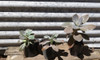 Planta Suculenta 3