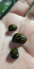 Caracol Cebra Neritina Come Alga 1