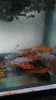 Carpas Koi 3cm 0