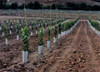 Tubo Protector Para Plantas Uv - 16 X 30cms - 100 Unidades 0