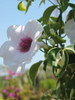 Pandorea, Trompetita, Trepadoras, Enredaderas, Vivero 0