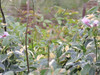 Pandorea, Trompetita, Trepadoras, Enredaderas, Vivero 4