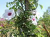 Pandorea, Trompetita, Trepadoras, Enredaderas, Vivero 6