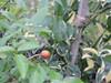 Pandorea, Trompetita, Trepadoras, Enredaderas, Vivero 7