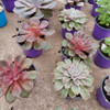 Suculentas Echeveria P09 1