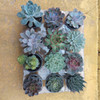 Suculentas Echeveria P09 2