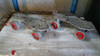Juguete Antiguos Patines De Aluminio De Coleccion 2