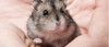 Hamster Ruso. Topitos. Hermosos!! Roedores. 1