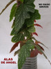 Begonia ( 2 Variedades ) Gran Tamaño... No Hago Envios 3