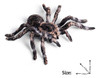 Figuras De Animales Realistas Flormoon - Araña Accion Para N 1