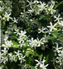 Trachelospermun Jazmin De Leche 1,70 M. Naturaleza Activa 1 Trachelospermun Jazmin De Leche 1,70 M. Naturaleza Activa 1