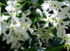 Trachelospermun Jazmin De Leche 1,70 M. Naturaleza Activa 2 Trachelospermun Jazmin De Leche 1,70 M. Naturaleza Activa 2
