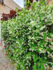 Trachelospermun Jazmin De Leche 1,70 M. Naturaleza Activa 3 Trachelospermun Jazmin De Leche 1,70 M. Naturaleza Activa 3
