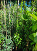 Trachelospermun Jazmin De Leche 1,70 M. Naturaleza Activa 4 Trachelospermun Jazmin De Leche 1,70 M. Naturaleza Activa 4