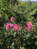 Espumilla 0