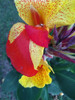 Achira Canna Cleopatra 1
