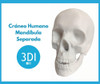 Craneo Humano Mandíbula Separada En 3d 3dimpressions 1