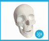 Craneo Humano Mandíbula Separada En 3d 3dimpressions 4