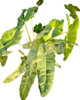Philodendron Paraiso Verde 0
