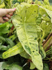 Philodendron Paraiso Verde 2