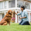 Dispositivo De Latido De Cães Com Lanterna Led 3