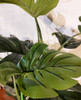 Planta Artificial Tipo Monstera 105cm (fa135) 2