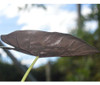 Alocacia Wentii Planta 2 Alocacia Wentii Planta 2