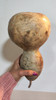 Mate Semillas Porongo 4