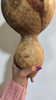 Mate Semillas Porongo 6