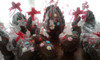 Huevo De Pascua 0