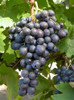 Parras Concord, Frutilla 2