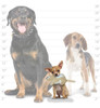 Mighty- Ardilla De La Naturaleza-junior- Squeaker-múltiples 3