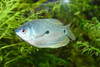 Tricho Azul Surtido Super Promo En Mundo Acuatico 4 Tricho Azul Surtido Super Promo En Mundo Acuatico 4