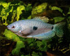 Tricho Azul Surtido Super Promo En Mundo Acuatico 5 Tricho Azul Surtido Super Promo En Mundo Acuatico 5