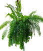 Helechos Colgante !!! 0