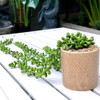 Planta Artificial Decorativa Sedum Alto 8cm X Largo 55cm 0