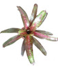 Bromelia 0