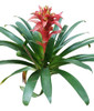 Planta Bromelia Envío Gratis 0 Planta Bromelia Envío Gratis 0