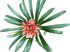 Planta Bromelia Envío Gratis 1 Planta Bromelia Envío Gratis 1