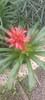 Planta Bromelia Envío Gratis 2 Planta Bromelia Envío Gratis 2