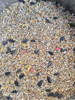 Cardenal Alim. Calidad Premium X25 Kg. Pájaros, Aves 1 Cardenal Alim. Calidad Premium X25 Kg. Pájaros, Aves 1